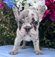Kobe, a male French Bulldog for sale in Raleigh, NC – 4 of 8