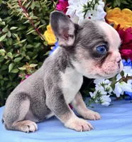 TinyTwin, a female French Bulldog for sale in Raleigh, NC – 4 of 5