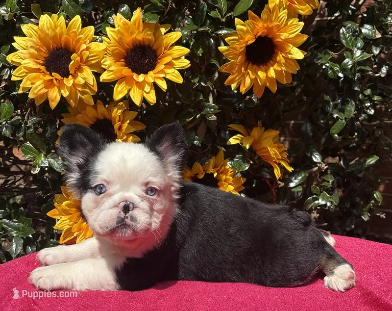 LuLu  – French Bulldog puppy for sale in Raleigh, NC
