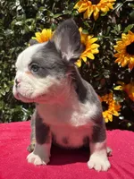 Riot , a male French Bulldog for sale in Raleigh, NC – 2 of 4