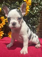 Bonnie Blue, a female French Bulldog for sale in Raleigh, NC – 4 of 4