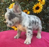 Helix, a male French Bulldog for sale in Raleigh, NC – 2 of 7