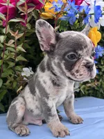 Kobe, a male French Bulldog for sale in Raleigh, NC – 8 of 8