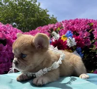 Blondie , a female French Bulldog for sale in Raleigh, NC – Photo 5 of 8