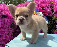 Blondie , a female French Bulldog for sale in Raleigh, NC – Photo 6 of 8