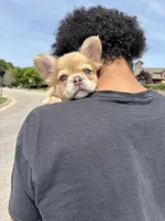 Blondie , a female French Bulldog for sale in Raleigh, NC – Photo 8 of 8