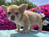 Blondie , a female French Bulldog for sale in Raleigh, NC – Photo 4 of 8