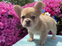 Blondie , a female French Bulldog for sale in Raleigh, NC – Photo 1 of 8