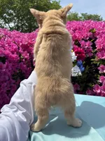 Blondie , a female French Bulldog for sale in Raleigh, NC – Photo 7 of 8