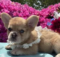 Blondie , a female French Bulldog for sale in Raleigh, NC – Photo 2 of 8