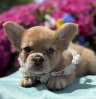 Blondie , a female French Bulldog for sale in Raleigh, NC – Photo 3 of 8