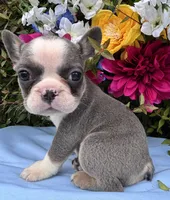 Sweetheart , a female French Bulldog for sale in Raleigh, NC – 5 of 5