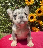 Kadee, a female French Bulldog for sale in Raleigh, NC – 5 of 6