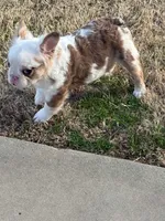 Picassa , a female French Bulldog for sale in Raleigh, NC – Photo 2 of 2