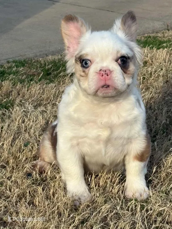 Picassa  – French Bulldog puppy for sale in Raleigh, NC