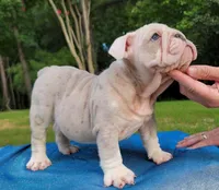 Halo, a male English Bulldog for sale in Raleigh, NC – 2 of 3