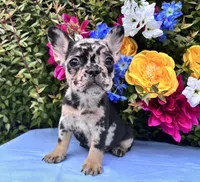Onyx , a male French Bulldog for sale in Raleigh, NC – 3 of 8