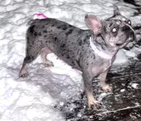 Emma , a female French Bulldog for sale in Raleigh, NC – Photo 2 of 2