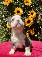 Riot , a male French Bulldog for sale in Raleigh, NC – 4 of 4