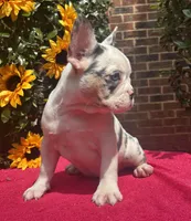 Bonnie Blue, a female French Bulldog for sale in Raleigh, NC – 3 of 4