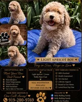 Light Apricot Boy , a male Poodle - Miniature  for sale in Raleigh, NC – 7 of 9