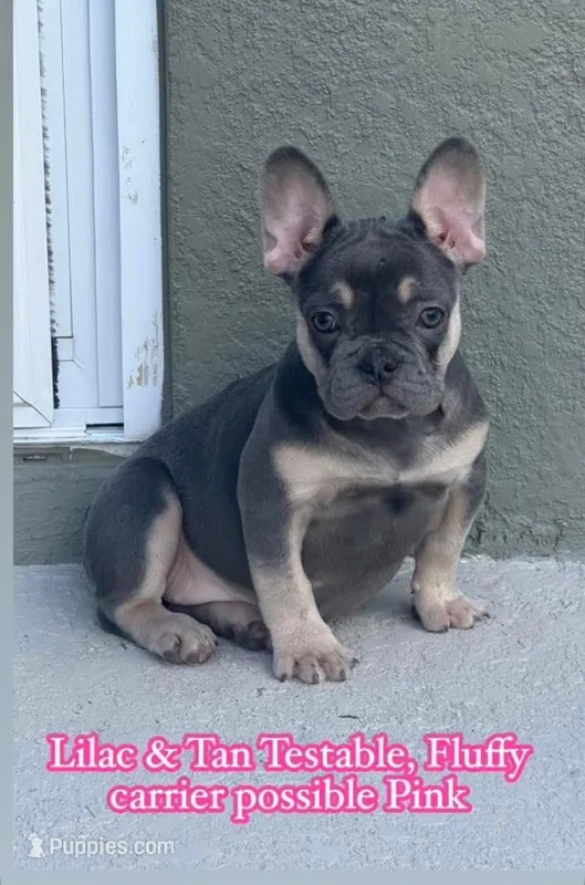 Babygurl  – French Bulldog puppy for sale in Raleigh, NC