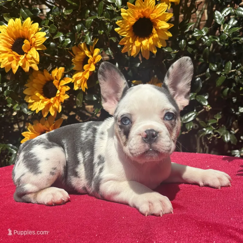 Bonnie Blue – French Bulldog puppy for sale in Raleigh, NC