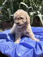 Light Apricot Boy , a male Poodle - Miniature  for sale in Raleigh, NC – 5 of 9