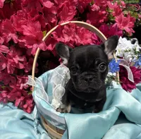 Charlie Girl , a female French Bulldog for sale in Raleigh, NC – Photo 6 of 8