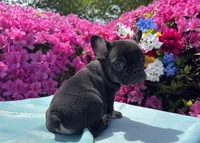 Charlie Girl , a female French Bulldog for sale in Raleigh, NC – Photo 4 of 8