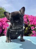 Charlie Girl , a female French Bulldog for sale in Raleigh, NC – Photo 2 of 8