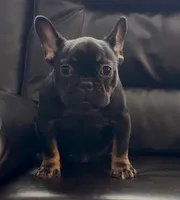 Beauty , a female French Bulldog for sale in Raleigh, NC – Photo 2 of 2