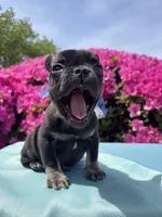 Charlie Girl , a female French Bulldog for sale in Raleigh, NC – Photo 3 of 8