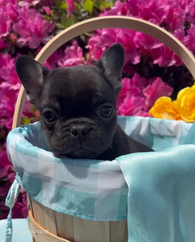 Charlie Girl  – French Bulldog puppy for sale in Raleigh, NC