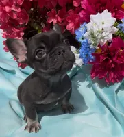 Charlie Girl , a female French Bulldog for sale in Raleigh, NC – Photo 5 of 8