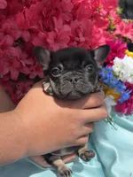 Charlie Girl , a female French Bulldog for sale in Raleigh, NC – Photo 8 of 8