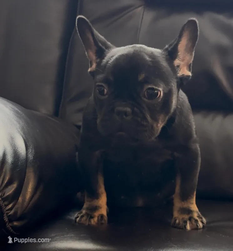 Beauty  – French Bulldog puppy for sale in Raleigh, NC