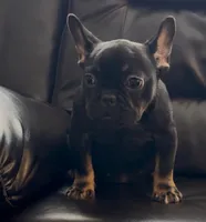 Beauty , a female French Bulldog for sale in Raleigh, NC – Photo 1 of 2