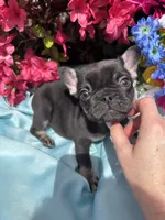 Charlie Girl , a female French Bulldog for sale in Raleigh, NC – Photo 7 of 8