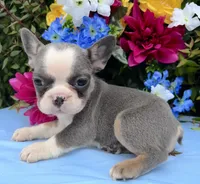 Sweetheart , a female French Bulldog for sale in Raleigh, NC – 3 of 5