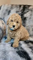 Light Apricot Boy , a male Poodle - Miniature  for sale in Raleigh, NC – 2 of 9