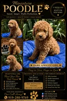 Dark Apricot Girl , a female Poodle - Miniature  for sale in Raleigh, NC – 3 of 7