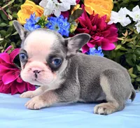 TinyTwin, a female French Bulldog for sale in Raleigh, NC – 3 of 5