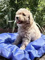 Light Apricot Boy , a male Poodle - Miniature  for sale in Raleigh, NC – 6 of 9