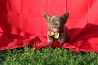Rolo, a male French Bulldog for sale in Omaha, NE – 5 of 5