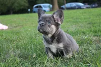 Bon Bon, a female French Bulldog for sale in Omaha, NE – 5 of 5