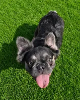 Bon Bon, a female French Bulldog for sale in Omaha, NE – 2 of 5