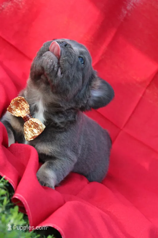 Rolo – French Bulldog puppy for sale in Omaha, NE