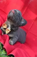 Rolo, a male French Bulldog for sale in Omaha, NE – 4 of 5