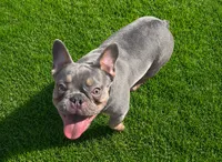 Lolly, a female French Bulldog for sale in Omaha, NE – 3 of 6